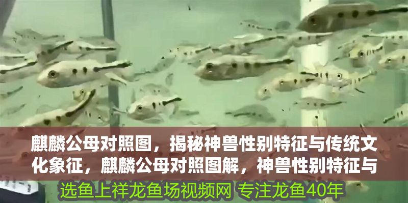 麒麟公母對(duì)照?qǐng)D，揭秘神獸性別特征與傳統(tǒng)文化象征，麒麟公母對(duì)照?qǐng)D解，神獸性別特征與傳統(tǒng)文化象征揭秘