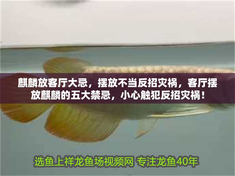 黃金貓觀賞魚圖片欣賞(金魚觀賞)