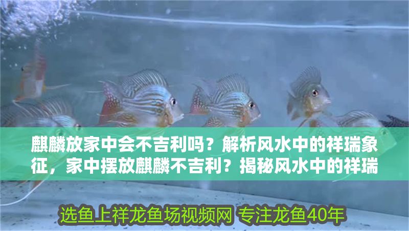 麒麟放家中會不吉利嗎？解析風水中的祥瑞象征，家中擺放麒麟不吉利？揭秘風水中的祥瑞寓意與擺放禁忌