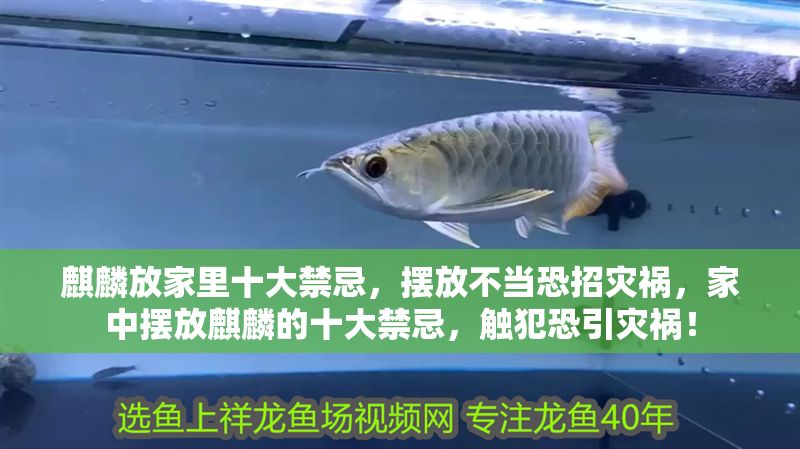 麒麟放家里十大禁忌，擺放不當(dāng)恐招災(zāi)禍，家中擺放麒麟的十大禁忌，觸犯恐引災(zāi)禍！