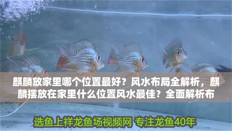 麒麟放家里哪個位置最好?風水布局全解析,麒麟擺放在家里什么位置風水最佳?全面解析布局禁忌與招財位 龍魚百科 第1張 麒麟放家里哪個位置最好?風水布局全解析,麒麟擺放在家里什么位置風水最佳?全面解析布局禁忌與招財位 麒麟放家里哪個位置最好?風水布局全解析,麒麟擺放在家里什么位置風水最佳?全面解析布局禁忌與招財位 龍魚百科 第1張