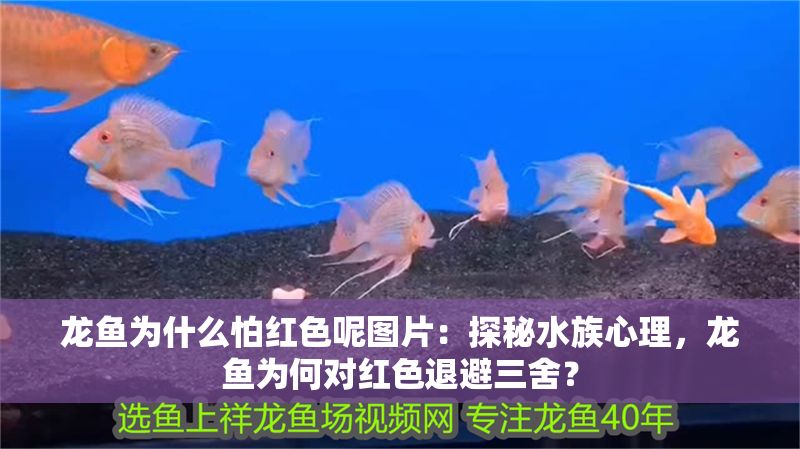 龍魚為什么怕紅色呢圖片：探秘水族心理，龍魚為何對紅色退避三舍？