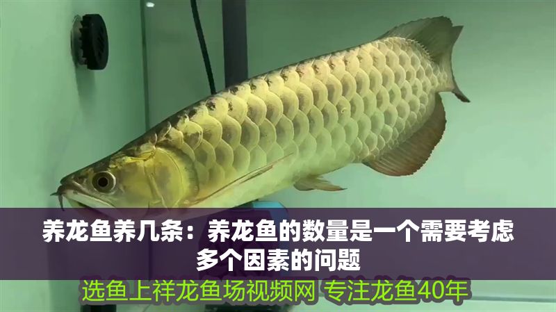 養(yǎng)龍魚養(yǎng)幾條：養(yǎng)龍魚的數(shù)量是一個需要考慮多個因素的問題