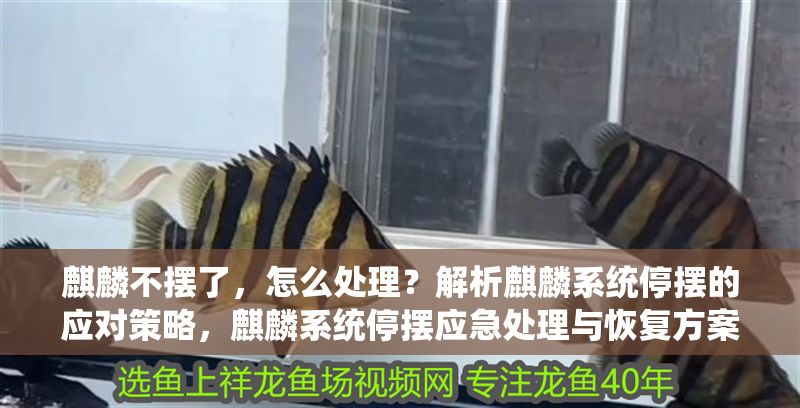 麒麟不擺了，怎么處理？解析麒麟系統停擺的應對策略，麒麟系統停擺應急處理與恢復方案全解析 麒麟不擺了，怎么處理？解析麒麟系統停擺的應對策略，麒麟系統停擺應急處理與恢復方案全解析 龍魚百科 第1張