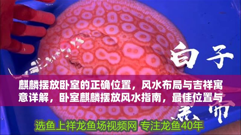 麒麟擺放臥室的正確位置,風水布局與吉祥寓意詳解,臥室麒麟擺放風水指南,最佳位置與吉祥寓意解析 龍魚百科 第1張 麒麟擺放臥室的正確位置,風水布局與吉祥寓意詳解,臥室麒麟擺放風水指南,最佳位置與吉祥寓意解析 麒麟擺放臥室的正確位置,風水布局與吉祥寓意詳解,臥室麒麟擺放風水指南,最佳位置與吉祥寓意解析 龍魚百科 第1張