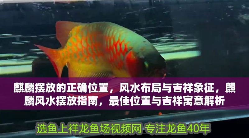 麒麟擺放的正確位置，風水布局與吉祥象征，麒麟風水擺放指南，最佳位置與吉祥寓意解析