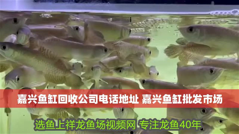 嘉興魚缸回收公司電話地址 嘉興魚缸批發市場