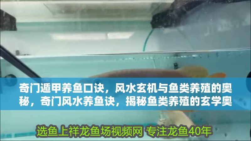 奇門遁甲養魚口訣,風水玄機與魚類養殖的奧秘,奇門風水養魚訣,揭秘魚類養殖的玄學奧秘 龍魚百科 第1張 奇門遁甲養魚口訣,風水玄機與魚類養殖的奧秘,奇門風水養魚訣,揭秘魚類養殖的玄學奧秘 奇門遁甲養魚口訣,風水玄機與魚類養殖的奧秘,奇門風水養魚訣,揭秘魚類養殖的玄學奧秘 龍魚百科 第1張