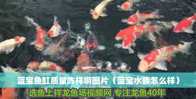 藍(lán)寶魚缸質(zhì)量咋樣啊圖片（藍(lán)寶水族怎么樣）