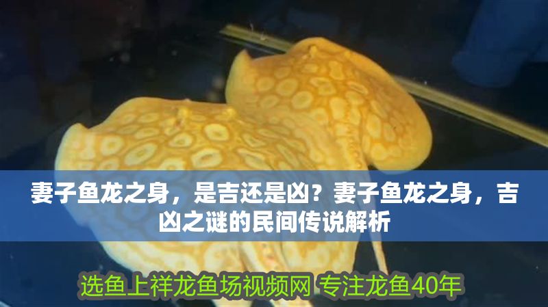 妻子魚龍之身，是吉還是兇？妻子魚龍之身，吉兇之謎的民間傳說解析