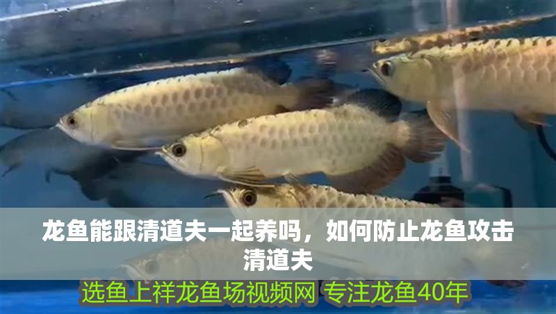 龍魚(yú)能跟清道夫一起養(yǎng)嗎，如何防止龍魚(yú)攻擊清道夫