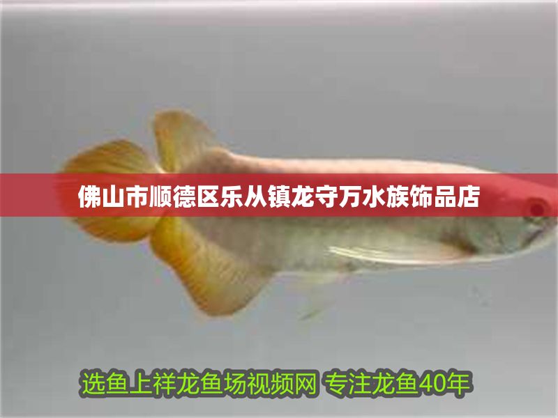 佛山市順德區樂從鎮龍守萬水族飾品店