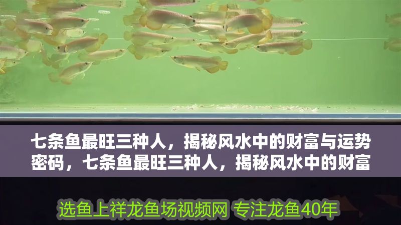 七條魚最旺三種人，揭秘風水中的財富與運勢密碼，七條魚最旺三種人，揭秘風水中的財富與運勢密碼