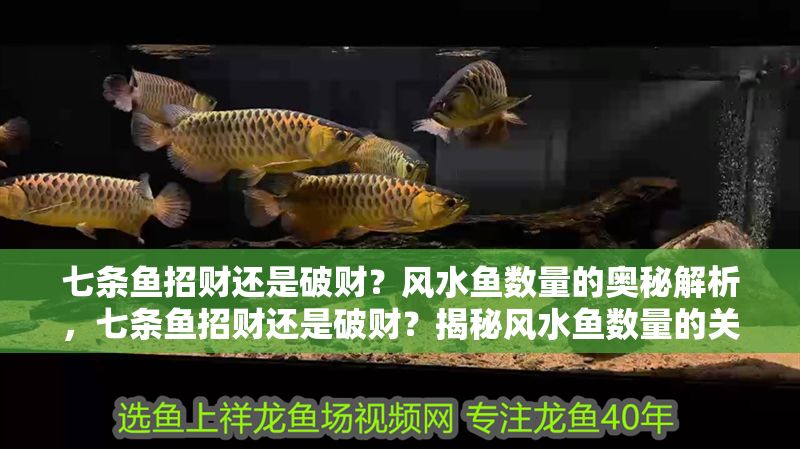 七條魚招財還是破財？風水魚數量的奧秘解析，七條魚招財還是破財？揭秘風水魚數量的關鍵講究