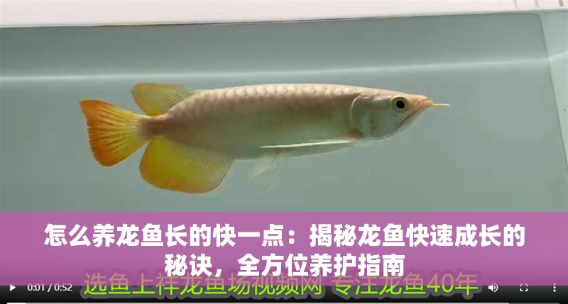 怎么養(yǎng)龍魚長的快一點(diǎn)：揭秘龍魚快速成長的秘訣，全方位養(yǎng)護(hù)指南