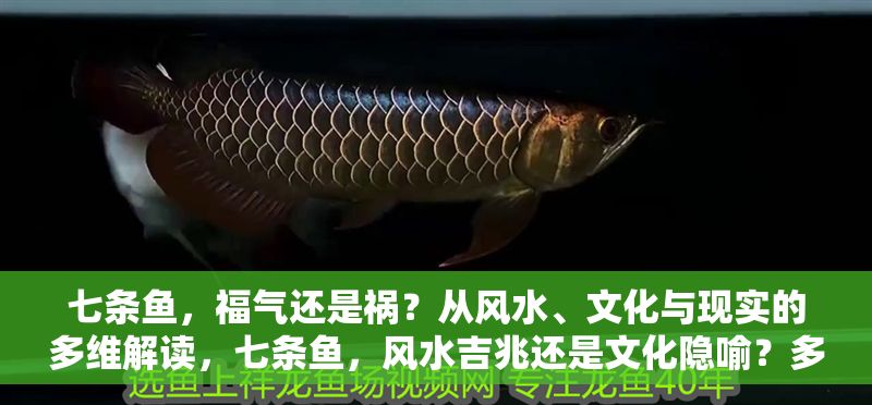七條魚，福氣還是禍？從風水、文化與現實的多維解讀，七條魚，風水吉兆還是文化隱喻？多維解析背后的福禍之謎