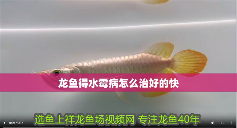龍魚得水霉病怎么治好的快