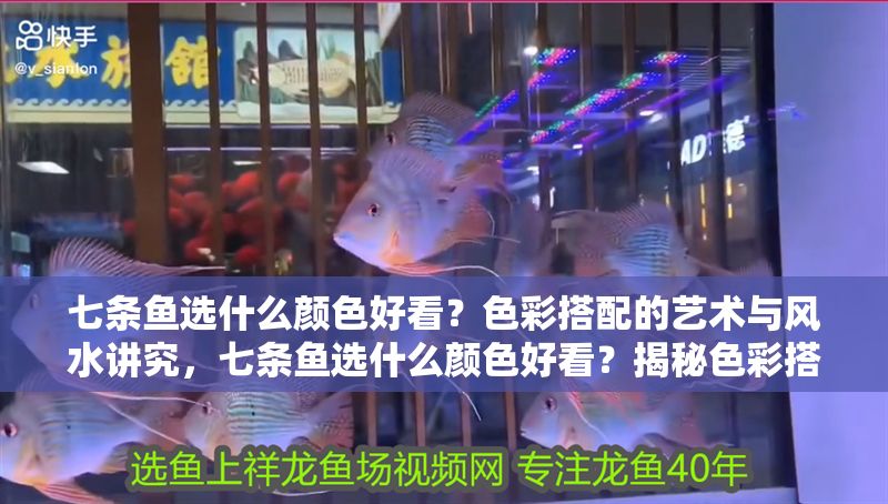 七條魚選什么顏色好看？色彩搭配的藝術與風水講究，七條魚選什么顏色好看？揭秘色彩搭配與風水講究