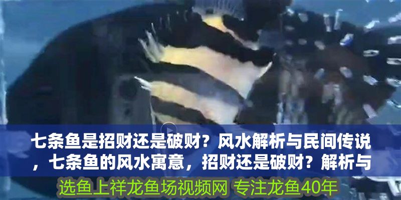 七條魚是招財還是破財？風水解析與民間傳說，七條魚的風水寓意，招財還是破財？解析與傳說揭秘