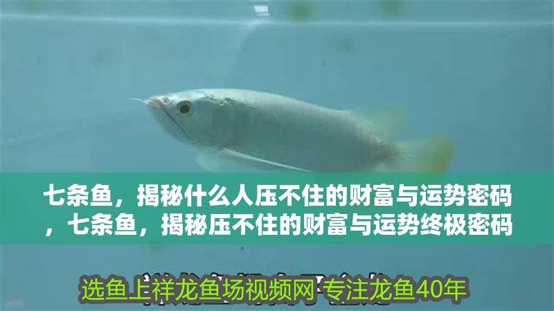 七條魚，揭秘什么人壓不住的財富與運勢密碼，七條魚，揭秘壓不住的財富與運勢終極密碼