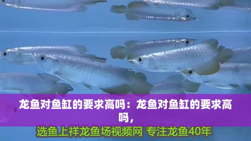 龍魚對魚缸的要求高嗎：龍魚對魚缸的要求高嗎，