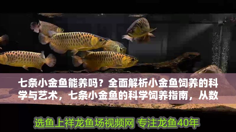 七條小金魚能養嗎？全面解析小金魚飼養的科學與藝術，七條小金魚的科學飼養指南，從數量到藝術的全面解析