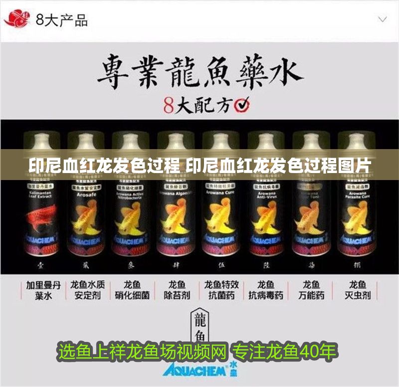 印尼血紅龍發色過程 印尼血紅龍發色過程圖片