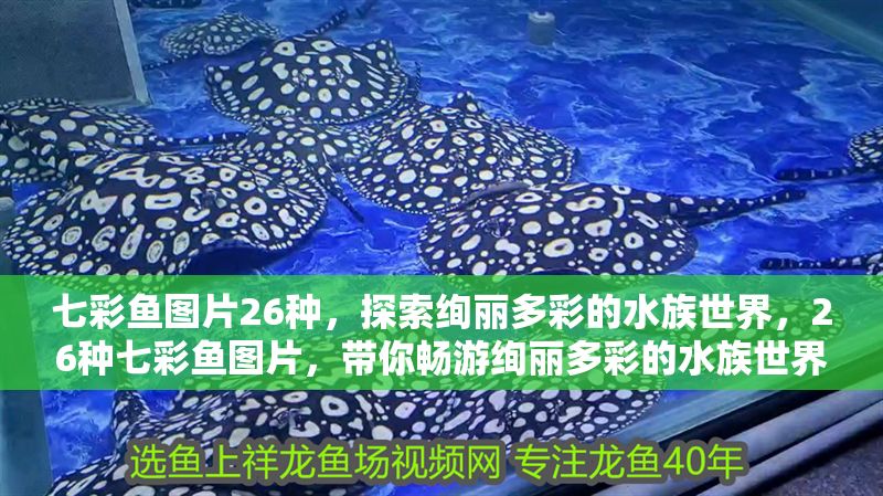 七彩魚圖片26種，探索絢麗多彩的水族世界，26種七彩魚圖片，帶你暢游絢麗多彩的水族世界 七彩魚圖片26種，探索絢麗多彩的水族世界，26種七彩魚圖片，帶你暢游絢麗多彩的水族世界 龍魚百科 第1張