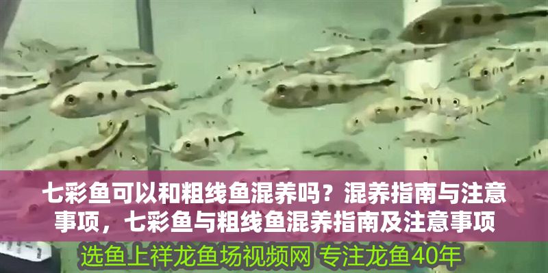 七彩魚可以和粗線魚混養嗎？混養指南與注意事項，七彩魚與粗線魚混養指南及注意事項