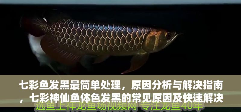 七彩魚發(fā)黑最簡(jiǎn)單處理，原因分析與解決指南，七彩神仙魚體色發(fā)黑的常見原因及快速解決方法