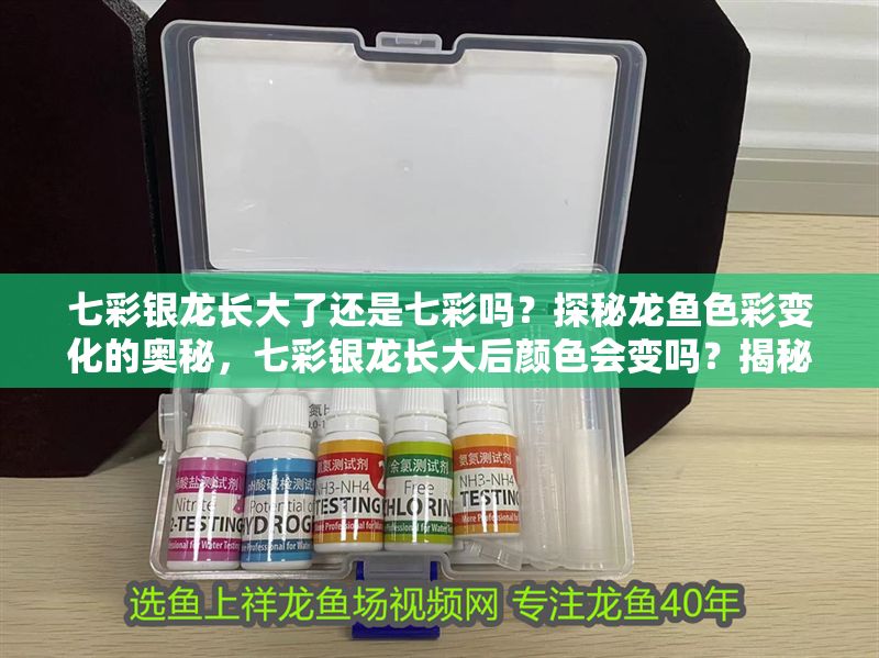 七彩銀龍長大了還是七彩嗎？探秘龍魚色彩變化的奧秘，七彩銀龍長大后顏色會變嗎？揭秘龍魚色彩變化之謎