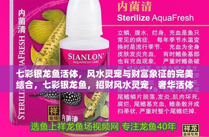 七彩銀龍魚活體,風水靈寵與財富象征的完美結合,七彩銀龍魚,招財風水靈寵,奢華活體財富象征 龍魚百科 第1張 七彩銀龍魚活體,風水靈寵與財富象征的完美結合,七彩銀龍魚,招財風水靈寵,奢華活體財富象征 七彩銀龍魚活體,風水靈寵與財富象征的完美結合,七彩銀龍魚,招財風水靈寵,奢華活體財富象征 龍魚百科 第1張