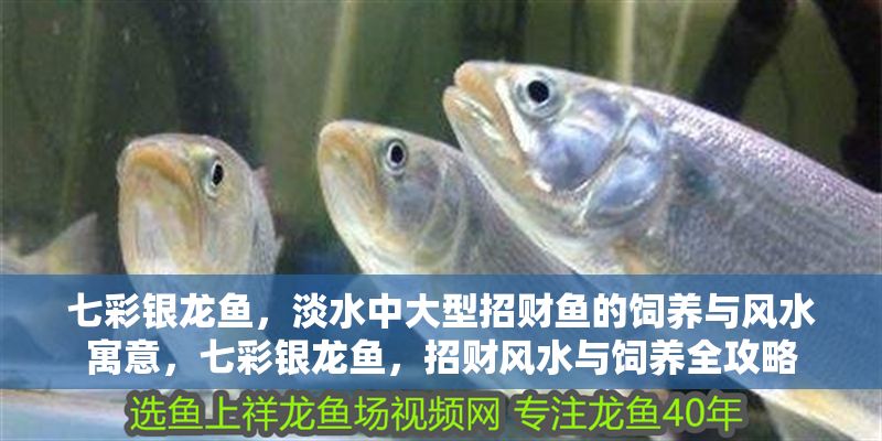 七彩銀龍魚,淡水中大型招財魚的飼養與風水寓意,七彩銀龍魚,招財風水與飼養全攻略 龍魚百科 第1張 七彩銀龍魚,淡水中大型招財魚的飼養與風水寓意,七彩銀龍魚,招財風水與飼養全攻略 七彩銀龍魚,淡水中大型招財魚的飼養與風水寓意,七彩銀龍魚,招財風水與飼養全攻略 龍魚百科 第1張
