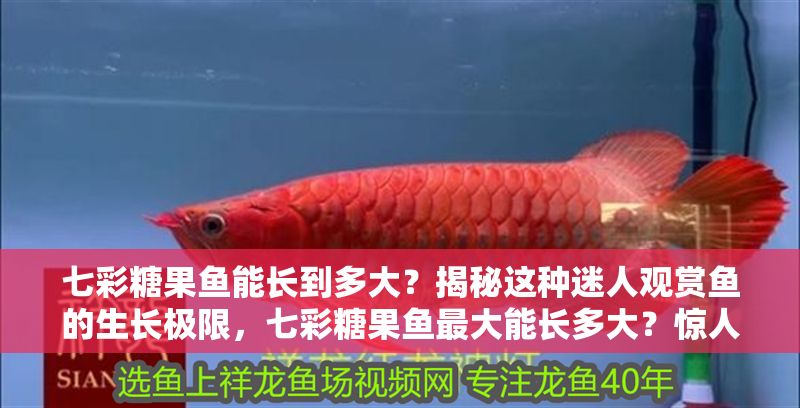 七彩糖果魚(yú)能長(zhǎng)到多大？揭秘這種迷人觀賞魚(yú)的生長(zhǎng)極限，七彩糖果魚(yú)最大能長(zhǎng)多大？驚人尺寸揭秘！