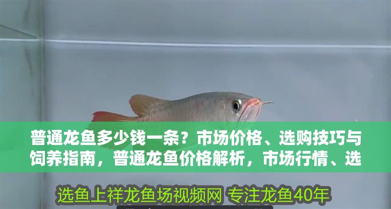 普通龍魚多少錢一條？市場價格、選購技巧與飼養指南，普通龍魚價格解析，市場行情、選購要點與飼養全攻略