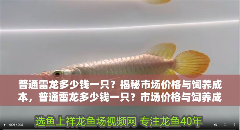 普通雷龍多少錢一只?揭秘市場價格與飼養成本,普通雷龍多少錢一只?市場價格與飼養成本全解析 龍魚百科 第1張 普通雷龍多少錢一只?揭秘市場價格與飼養成本,普通雷龍多少錢一只?市場價格與飼養成本全解析 普通雷龍多少錢一只?揭秘市場價格與飼養成本,普通雷龍多少錢一只?市場價格與飼養成本全解析 龍魚百科 第1張