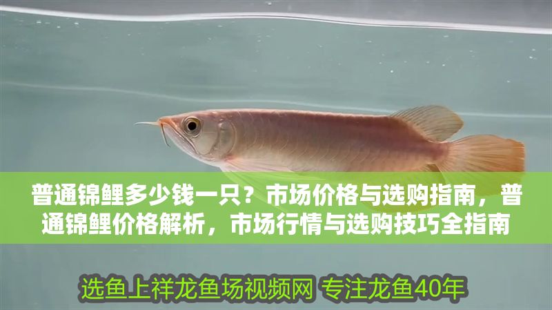 普通錦鯉多少錢一只?市場價格與選購指南,普通錦鯉價格解析,市場行情與選購技巧全指南 龍魚百科 第1張 普通錦鯉多少錢一只?市場價格與選購指南,普通錦鯉價格解析,市場行情與選購技巧全指南 普通錦鯉多少錢一只?市場價格與選購指南,普通錦鯉價格解析,市場行情與選購技巧全指南 龍魚百科 第1張