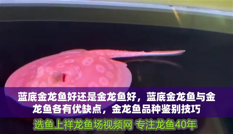 藍底金龍魚好還是金龍魚好，藍底金龍魚與金龍魚各有優(yōu)缺點，金龍魚品種鑒別技巧