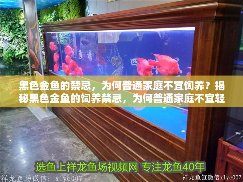 黑色金魚的禁忌，為何普通家庭不宜飼養？揭秘黑色金魚的飼養禁忌，為何普通家庭不宜輕易嘗試？