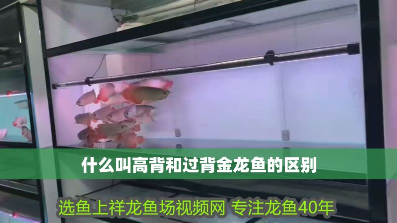什么叫高背和過背金龍魚的區別 什么叫高背和過背金龍魚的區別 龍魚百科 第2張