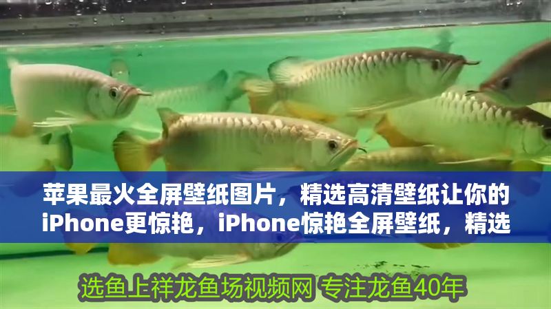 蘋果最火全屏壁紙圖片，精選高清壁紙讓你的iPhone更驚艷，iPhone驚艷全屏壁紙，精選蘋果最火高清壁紙合集