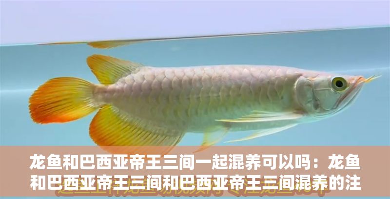龍魚和巴西亞帝王三間一起混養可以嗎：龍魚和巴西亞帝王三間和巴西亞帝王三間混養的注意事項 龍魚和巴西亞帝王三間一起混養可以嗎：龍魚和巴西亞帝王三間和巴西亞帝王三間混養的注意事項 龍魚百科 第1張