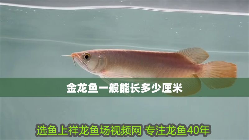 金龍魚一般能長多少厘米