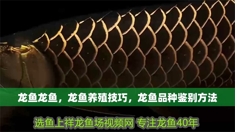 龍魚龍魚，龍魚養殖技巧，龍魚品種鑒別方法
