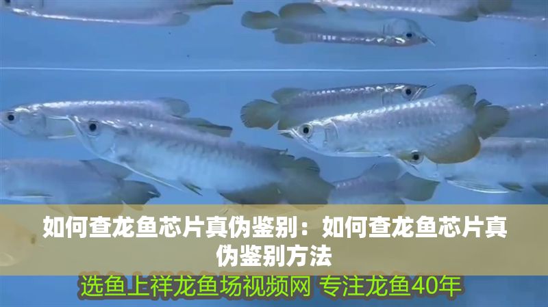 如何查龍魚芯片真偽鑒別：如何查龍魚芯片真偽鑒別方法