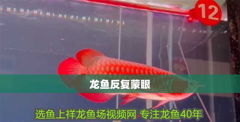 龍魚反復(fù)蒙眼 龍魚反復(fù)蒙眼 龍魚百科 第2張