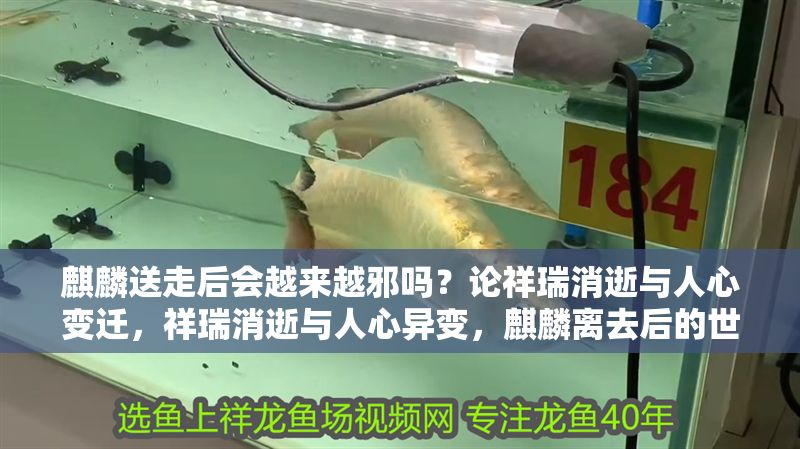 麒麟送走后會越來越邪嗎？論祥瑞消逝與人心變遷，祥瑞消逝與人心異變，麒麟離去后的世道隱喻 麒麟送走后會越來越邪嗎？論祥瑞消逝與人心變遷，祥瑞消逝與人心異變，麒麟離去后的世道隱喻 龍魚百科 第1張