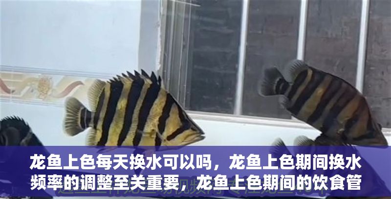 龍魚上色每天換水可以嗎，龍魚上色期間換水頻率的調整至關重要，龍魚上色期間的飲食管理