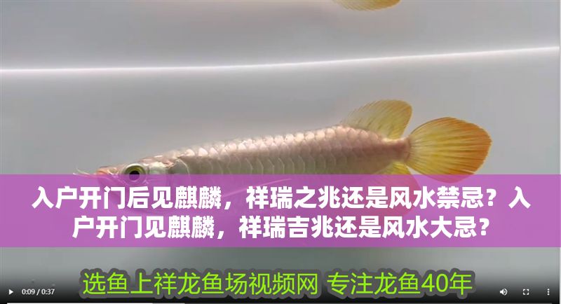 入戶開門后見麒麟，祥瑞之兆還是風水禁忌？入戶開門見麒麟，祥瑞吉兆還是風水大忌？ 入戶開門后見麒麟，祥瑞之兆還是風水禁忌？入戶開門見麒麟，祥瑞吉兆還是風水大忌？ 龍魚百科 第1張