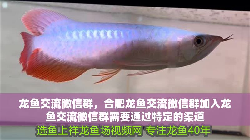 龍魚交流微信群，合肥龍魚交流微信群加入龍魚交流微信群需要通過特定的渠道